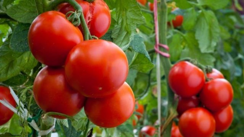 We get acquainted with the tomato Irishka F1 and try to grow it on our site