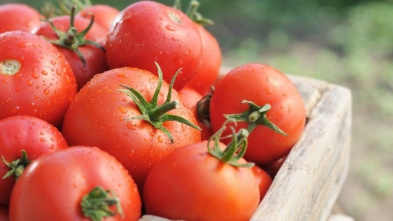 We get acquainted with the tomato Irishka F1 and try to grow it on our site