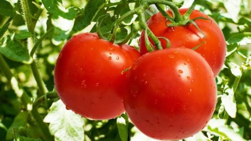 We get acquainted with the tomato Irishka F1 and try to grow it on our site