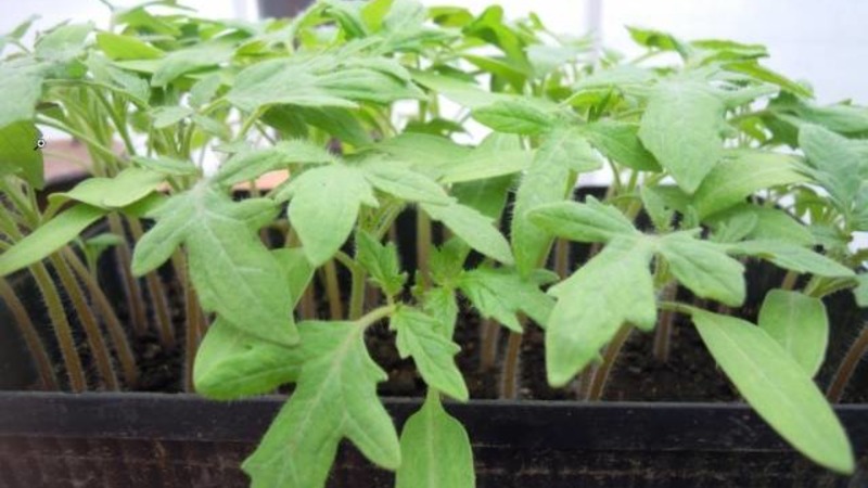 We get acquainted with the tomato Irishka F1 and try to grow it on our site