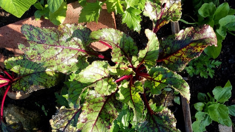 How to treat beetroot cercosporosis and prevent the occurrence of this disease in the future