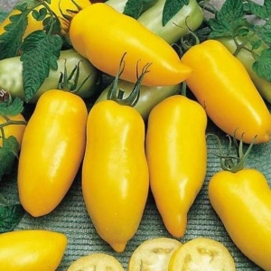 An amazing variety for summer residents-experimenters - tomato Banana legs and recommendations for its cultivation