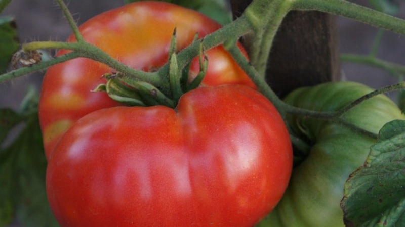 New hybrid Love: planting scheme and care features for a good harvest