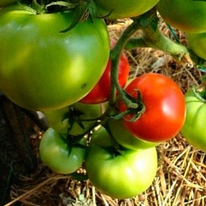 New hybrid Love: planting scheme and care features for a good harvest