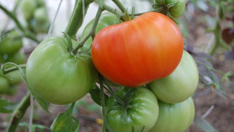 Difficult to care for, but incredibly productive variety of domestic breeding - tomato Cosmonaut Volkov