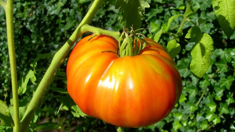 Difficult to care for, but incredibly productive variety of domestic selection - tomato Cosmonaut Volkov