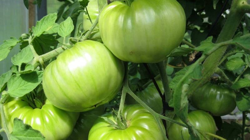 Difficult to care for, but incredibly productive variety of domestic selection - tomato Cosmonaut Volkov