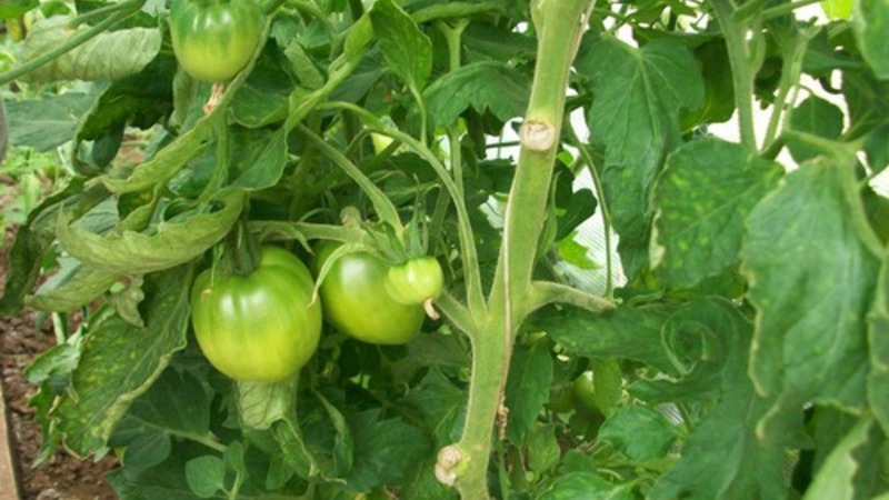 Difficult to care for, but incredibly productive variety of domestic selection - tomato Cosmonaut Volkov