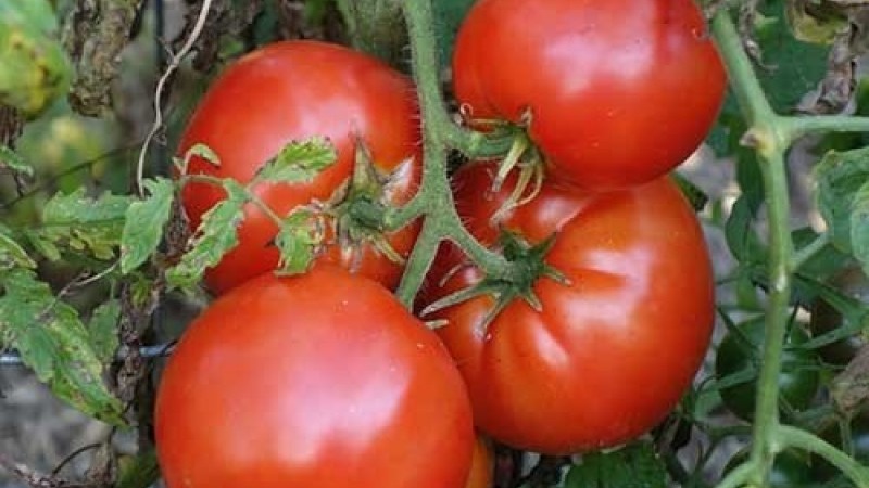 Difficult to care for, but incredibly productive variety of domestic selection - tomato Cosmonaut Volkov