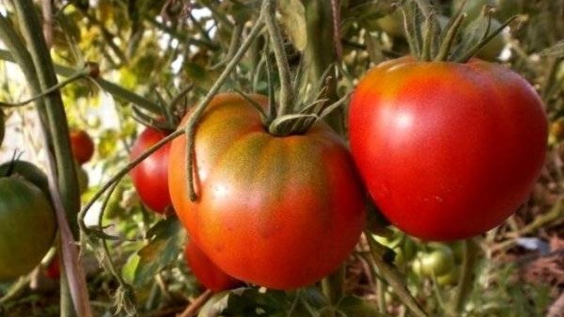 Difficult to care for, but incredibly productive variety of domestic selection - tomato Cosmonaut Volkov