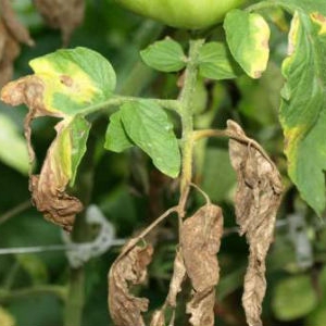 How to deal with late blight on tomatoes in a greenhouse using folk methods: the best ways to treat and prevent disease