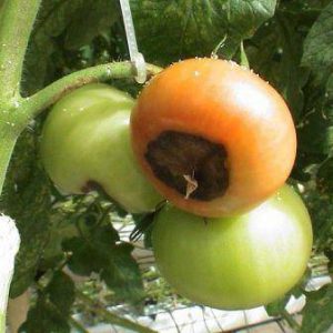 How to get rid of top rot: proven drugs and folk remedies