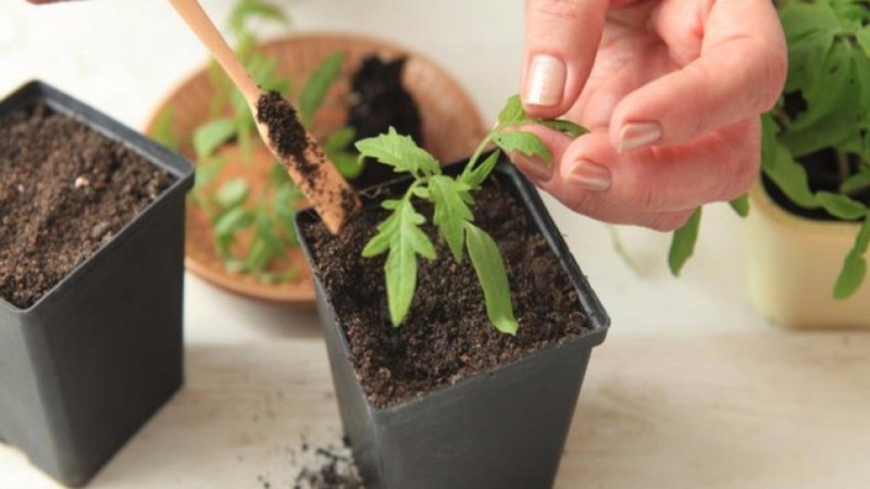 Disease-resistant and easy-care tomato Pink Stella: reviews, photos and secrets of getting a bountiful harvest