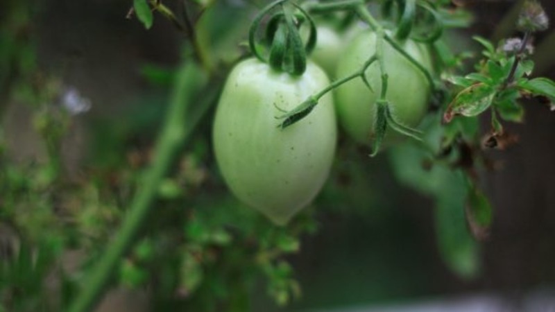 Disease-resistant and easy-care tomato Pink Stella: reviews, photos and secrets of getting a bountiful harvest
