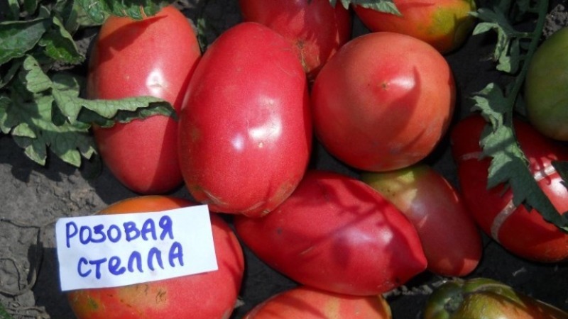 Disease-resistant and easy-care tomato Pink Stella: reviews, photos and secrets of getting a bountiful harvest