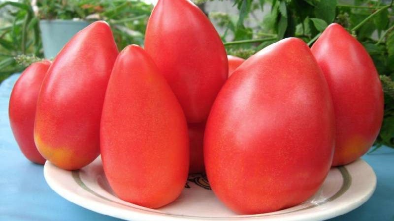 Disease-resistant and easy-care tomato Pink Stella: reviews, photos and secrets of getting a bountiful harvest