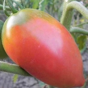 Disease-resistant and easy-care tomato Pink Stella: reviews, photos and secrets of getting a bountiful harvest