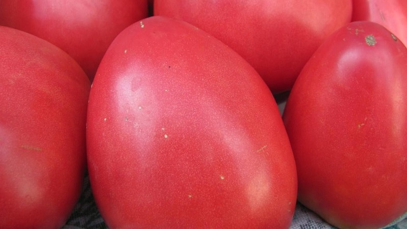 Disease-resistant and easy-care tomato Pink Stella: reviews, photos and secrets of getting a bountiful harvest