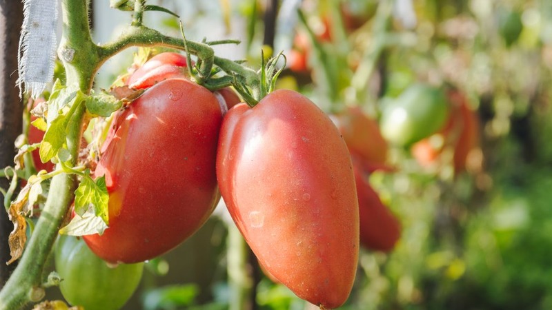 Disease-resistant and easy-care tomato Pink Stella: reviews, photos and secrets of getting a bountiful harvest