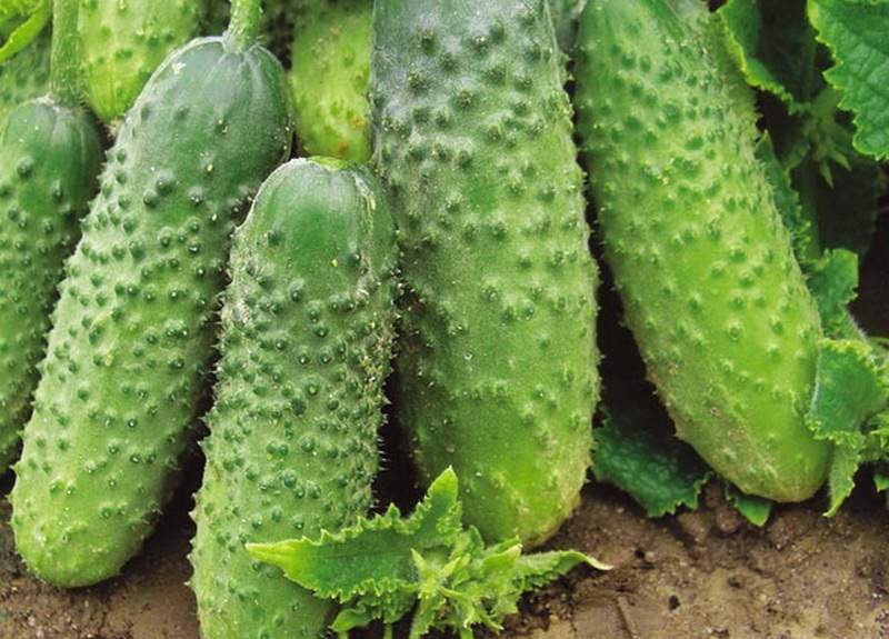 An early ripe cucumber that does not require pollination Murashka from domestic breeders
