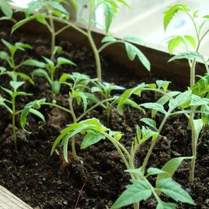 A find for gourmets - tomato Moscow delicacy: advantages over other varieties of tomatoes