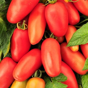 A find for gourmets - tomato Moscow delicacy: advantages over other varieties of tomatoes