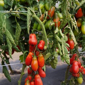 A find for gourmets - tomato Moscow delicacy: advantages over other varieties of tomatoes