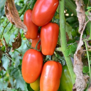 A find for gourmets - tomato Moscow delicacy: advantages over other varieties of tomatoes