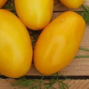 An early ripe variety, ideal for a cool climate - Buyan tomato and instructions for growing it
