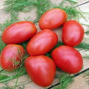An early ripe variety, ideal for a cool climate - Buyan tomato and instructions for growing it