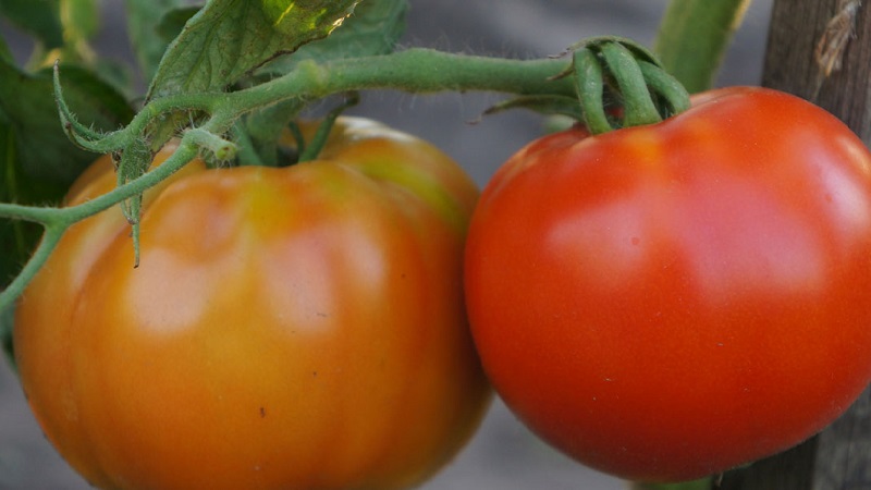 The best early ripening variety in the opinion of summer residents is the King of the Early tomato: why is it so good and why it is worth growing