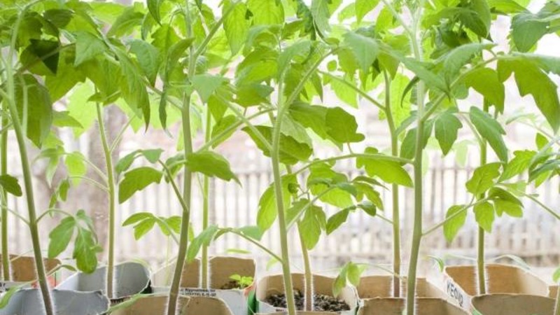 The best early ripening variety in the opinion of summer residents is the King of the Early tomato: why is it so good and why it is worth growing