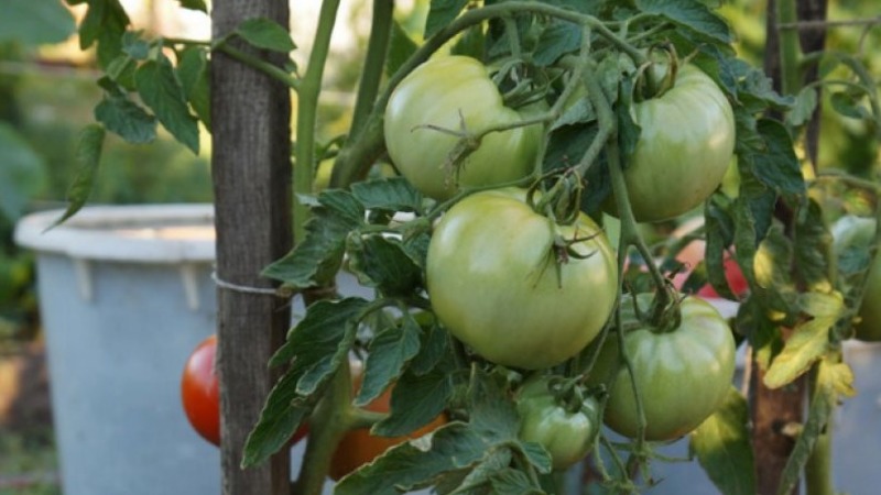 The best early ripening variety in the opinion of summer residents is the King of the Early tomato: why is it so good and why it is worth growing