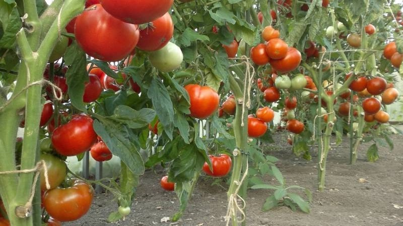 The best early ripening variety in the opinion of summer residents is the King of the Early tomato: why is it so good and why it is worth growing