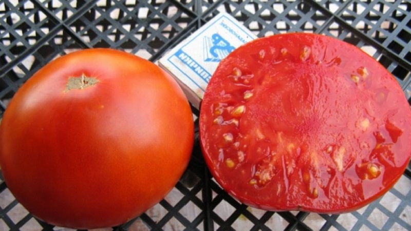 The best early ripening variety in the opinion of summer residents is the King of the Early tomato: why is it so good and why it is worth growing