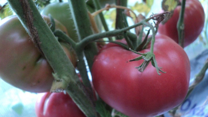 The best early ripening variety in the opinion of summer residents is the King of the Early tomato: why is it so good and why it is worth growing
