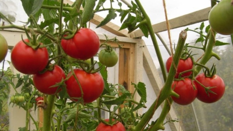 We get a high yield with minimal costs and risks, growing a tomato Collective farm productive