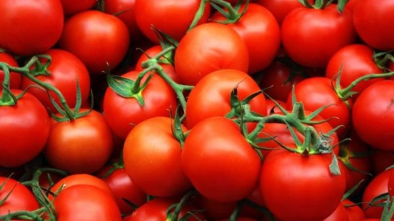 We get a high yield with minimal costs and risks, growing a tomato Collective farm productive
