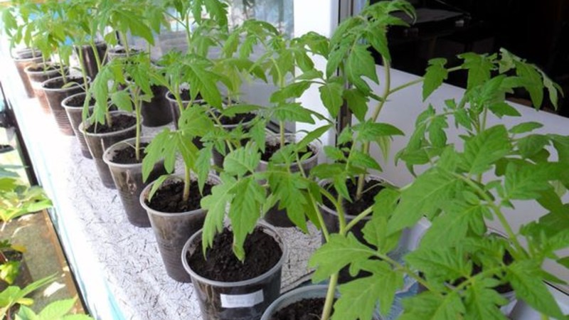 We get a high yield with minimal costs and risks, growing a tomato Collective farm productive