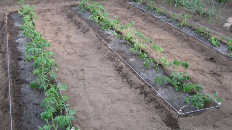 We get a high yield with minimal costs and risks, growing a tomato Collective farm productive