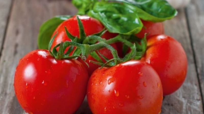 We get a high yield with minimal costs and risks, growing a tomato Collective farm productive