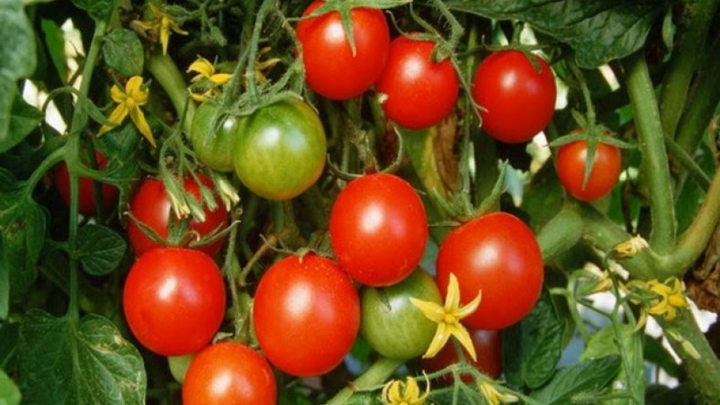 We get a high yield with minimal costs and risks, growing a tomato Collective farm productive