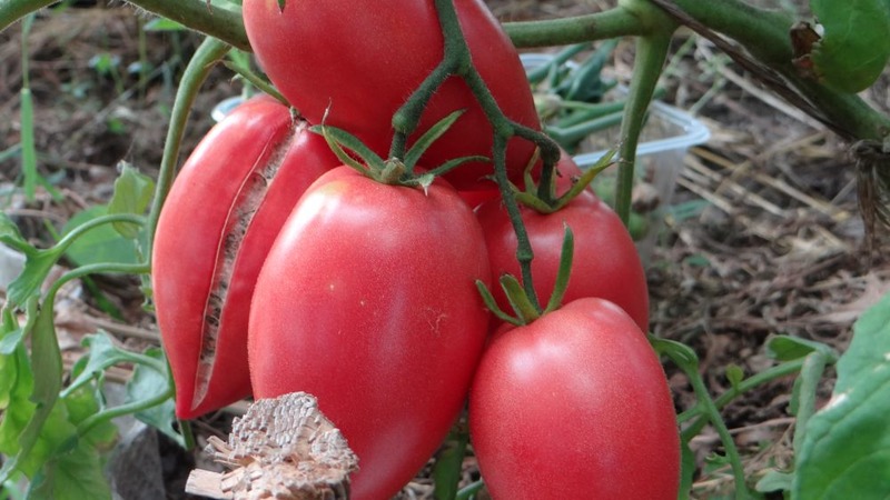 Rich harvest, amazing taste and bright color - Königsberg golden tomato and a guide to its cultivation