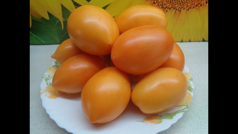 Rich harvest, amazing taste and bright color - Königsberg golden tomato and a guide to its cultivation
