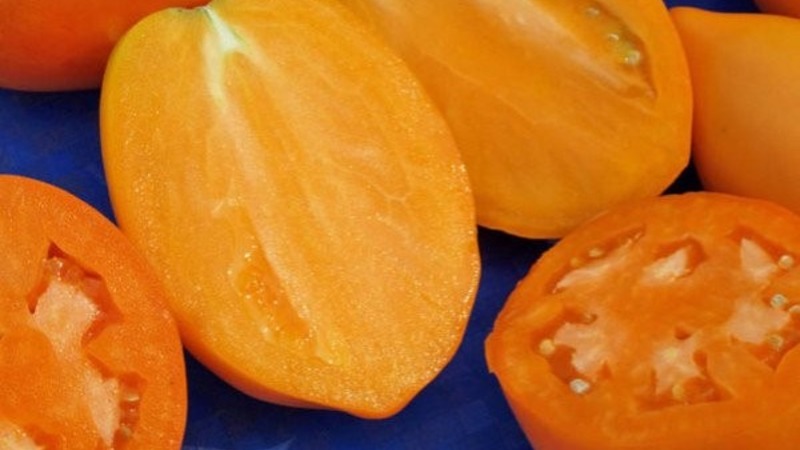 Rich harvest, amazing taste and bright color - Königsberg golden tomato and a guide to its cultivation