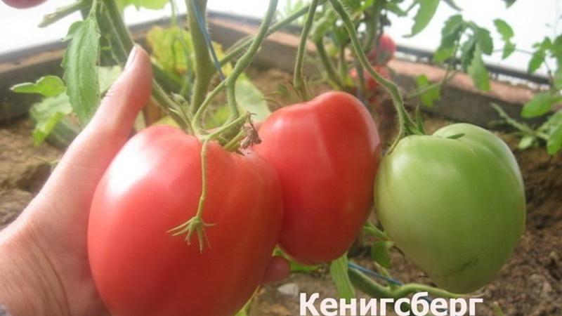 Rich harvest, amazing taste and bright color - Königsberg golden tomato and a guide to its cultivation