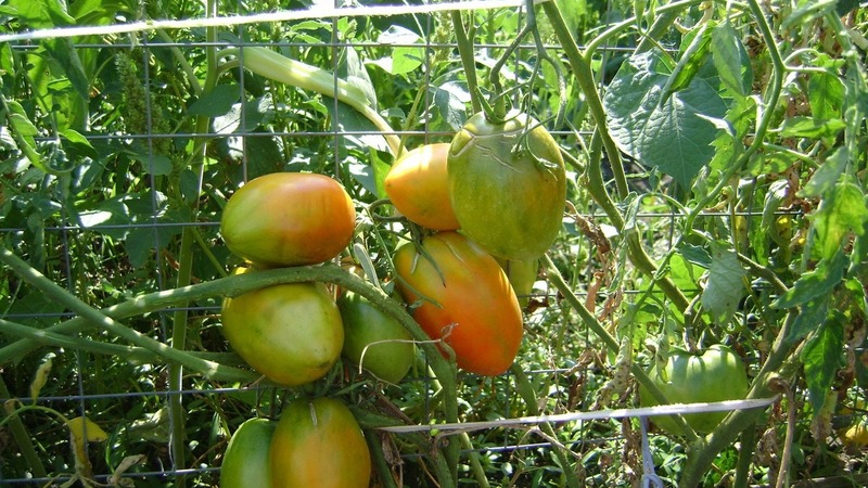 Rich harvest, amazing taste and bright color - Königsberg golden tomato and a guide to its cultivation