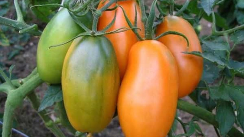 Rich harvest, amazing taste and bright color - Königsberg golden tomato and a guide to its cultivation