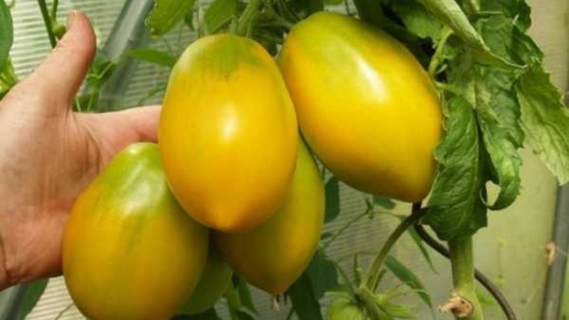 Rich harvest, amazing taste and bright color - Königsberg golden tomato and a guide to its cultivation