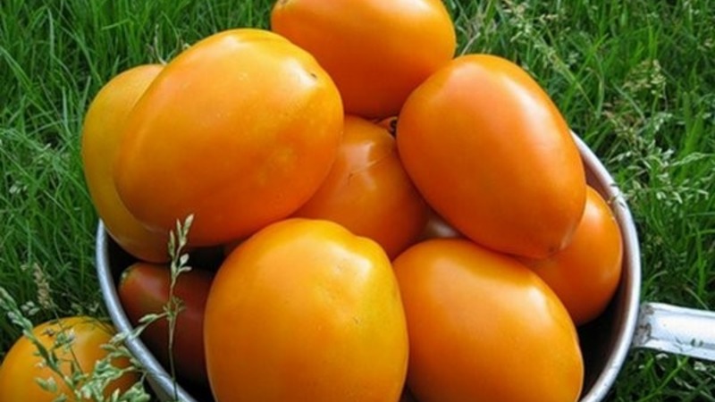 Rich harvest, amazing taste and bright color - Königsberg golden tomato and a guide to its cultivation